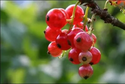 Quels sont ces fruits ?