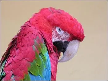 Quel est cette oiseau ?