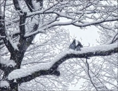 Par qui peuvent se faire dvorer ces ramiers ?