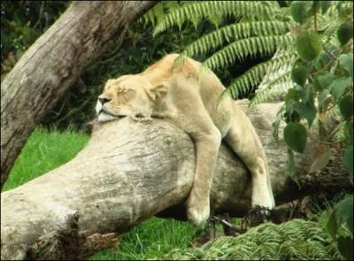 Et cet animal, que peut-il dvorer ?