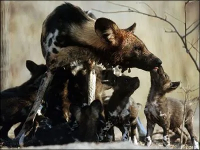 Que peuvent traquer ces canids ?