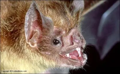 Quel animal peut saigner cette chauve-souris vampire ?
