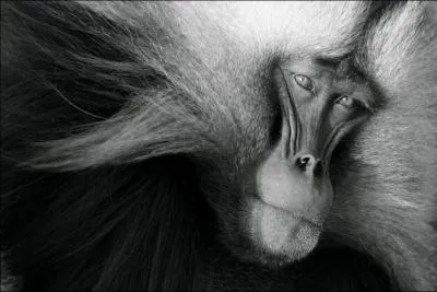 Le gelada mange beaucoup d'herbe, mais dans quel pays ?