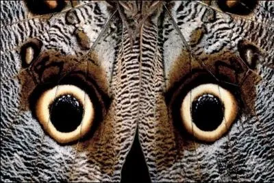 Qu'est-ce que c'est ?