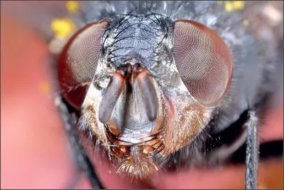 Quel est cet insecte ?