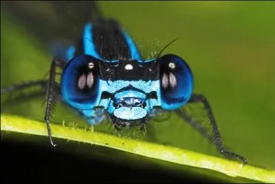 Qui est cet insecte ?