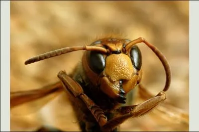 Comment s'appelle cet insecte ?