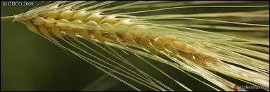 Lesquels sont les plus petits :