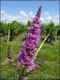 Trouve-t-on la salicaire commune au bord :