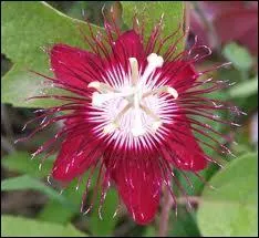 La passiflore est-elle :