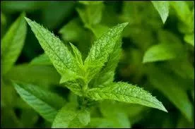 La menthe poivre est-elle originaire :