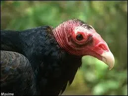 Je suis capable, fait rarissime de m'aider de l'odorat pour reprer mes proies, je suis :