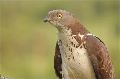 Je ressemble  la buse variable. Mon nom vient du fait que je m'alimente essentiellement de gupes, d'abeilles et de frelons, je suis donc...