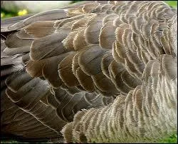 Les rectrices des rapaces sont des plumes :