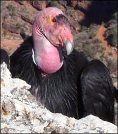 Mon nom est le condor de Californie pour ma reproduction je ponds :