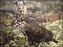 Je suis l'aigle couronn mon deuxime nom est :