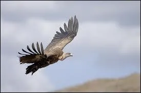 Le vautour de Rppell peut planer  une altitude de :