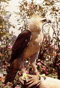 Quiz Rapaces