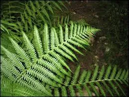 Les fougres sont des :