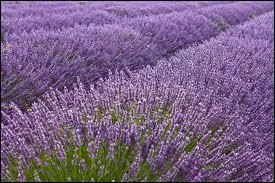 La lavande prfre les :