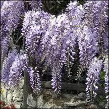 Les tiges des glycines peuvent atteindre :