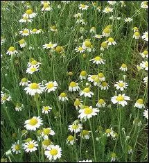 La camomille sauvage est une plante :