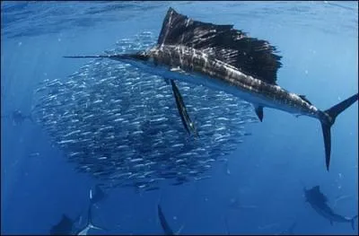 Quel animal surnomme-t-on le  gupard marin  ?