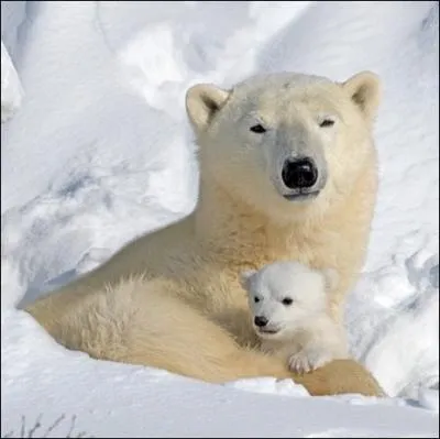 De quoi se nourrissent les petits oursons blancs ?