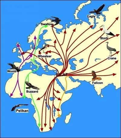 Comment s'appelle ce long dplacement d'animaux lors de certaines saisons ?