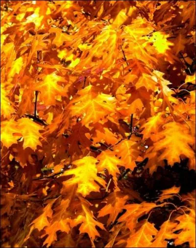 Dans les forts tempres, les feuilles des arbres sont le plus souvent :