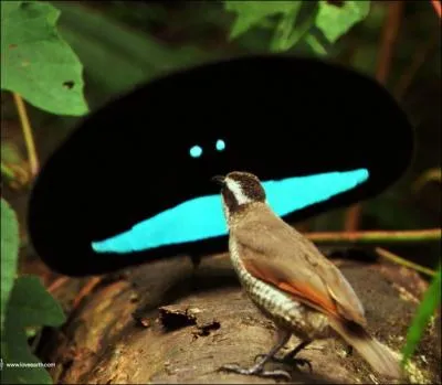 L'oiseau qui fait une parade nuptiale (ou parade amoureuse) dans le film s'appelle :