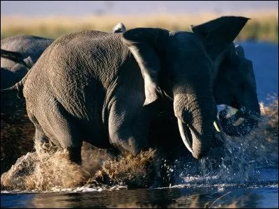 Au point d'eau, les lphants sont vulnrables :