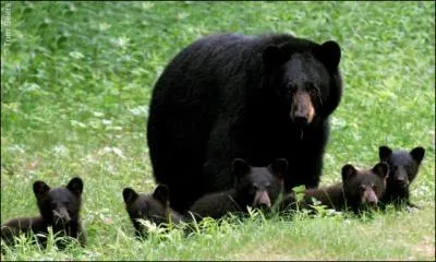 Il est trs habile pour grimper aux arbres !