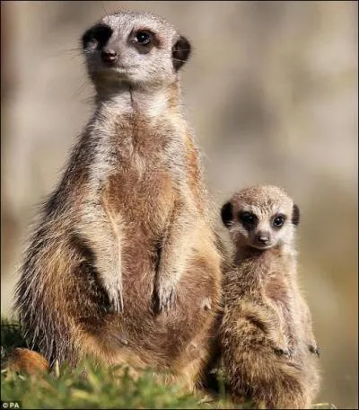 Il vit en petites troupes et dterre les insectes !