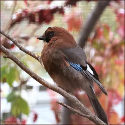 Comme la pie et la corneille, c'est un corvid !