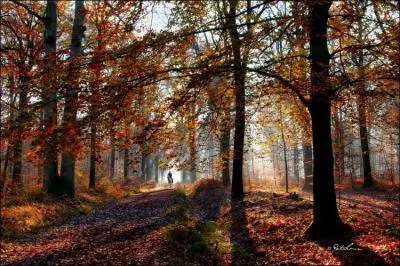 Quelle peut bien tre la saison ?