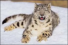 Quel est l'autre nom de la panthre des neiges ?