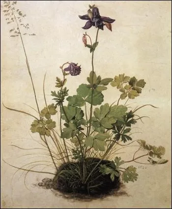 Ancolie - par le plus grand peintre et graveur allemand de la Renaissance, galement mathmaticien (1471-1528)