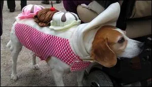 Dlicieux dessert , mais ce Jack Russell ne se laissera pas faire :