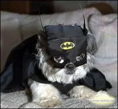 Ce chien rve d'tre un super hros , son rve va enfin se raliser :