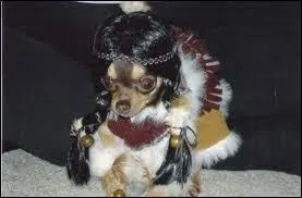 Il fait partie d'une tribu qu'on retrouve dans  Danse avec les loups   :