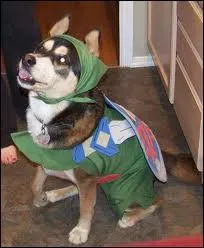 Ce chien rve d'tre la vedette du jeu vido  Zelda  :