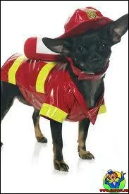 Il va sauver les chats , mais aprs c'est la guerre :