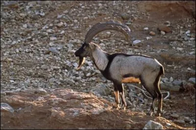 Avec de la patience, on peut en voir quelques uns dans les Alpes !