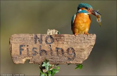Quel oiseau est pos sur ce panneau ?