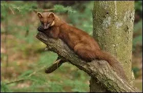 La fouine a  peu prs la taille d'un chat !