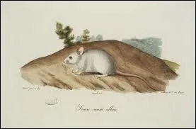 La souris ne creuse jamais de terriers dans les champs !