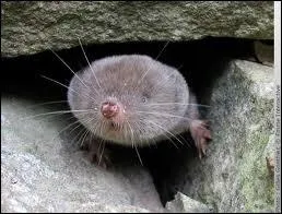 La musaraigne est une grosse souris !