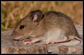 Le mulot ne mange jamais de fruits !