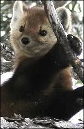 La martre est le seul animal  pouvoir attraper un cureuil  la course dans un arbre !
